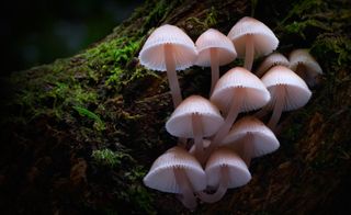 pale fungi growing from mossy branch, still from the film Fungi: Web of Life