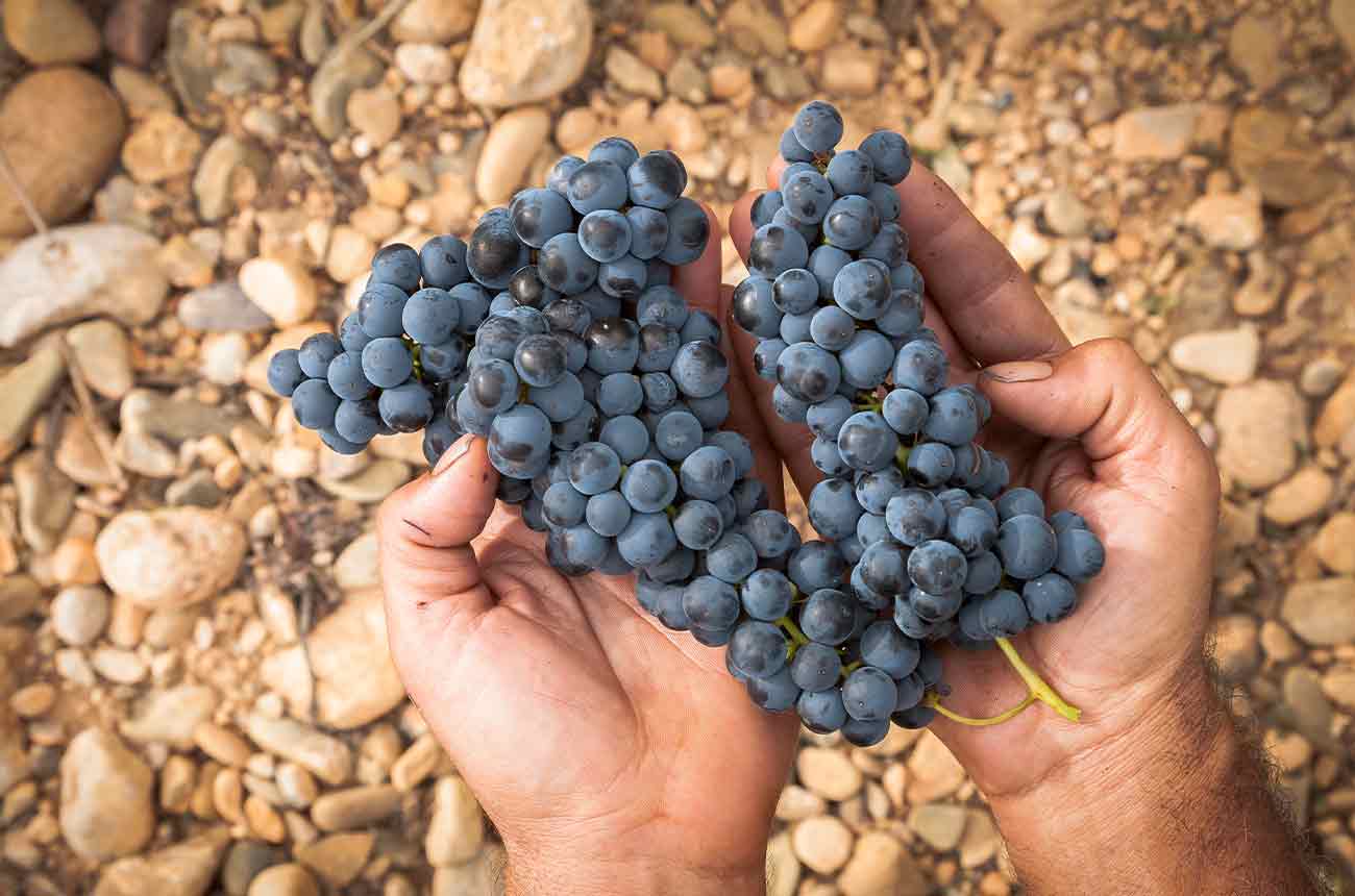 Handpicked grapes at Bodegas LAN