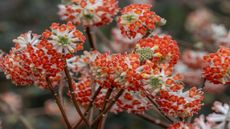 Red flowers of Edgeworthia 'Red Dragon'