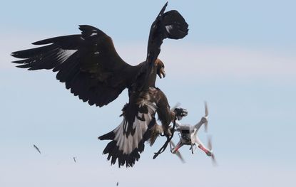 A golden eagle grabs a flying drone during a military training exercise at Mont-de-Marsan French Air Force base, France.