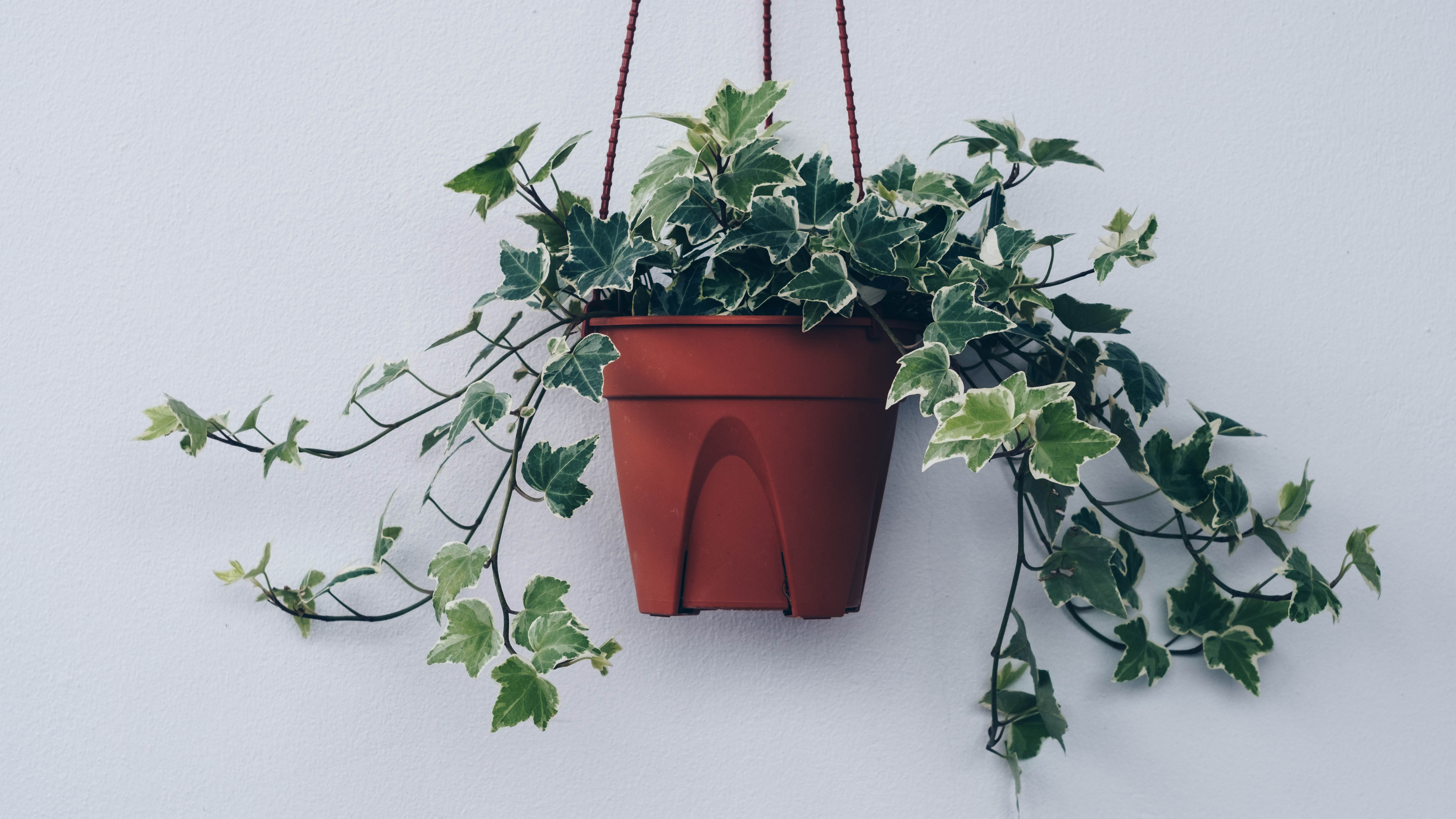 English ivy hanging in a basket