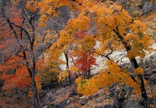 fall-foliage-tx-hillside