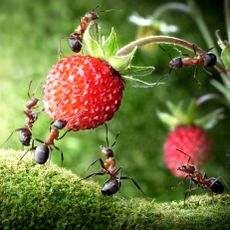 strawberry pests showing ants on fruits