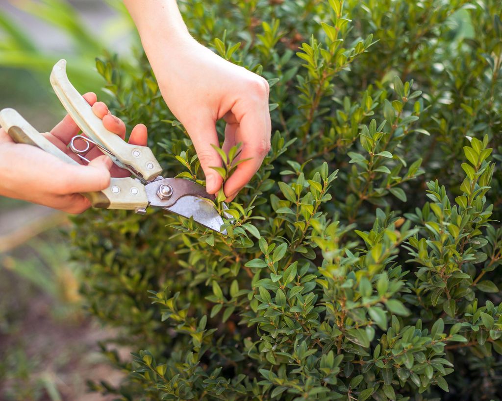 Boxwood care: a guide to growing these evergreen shrubs | Gardeningetc