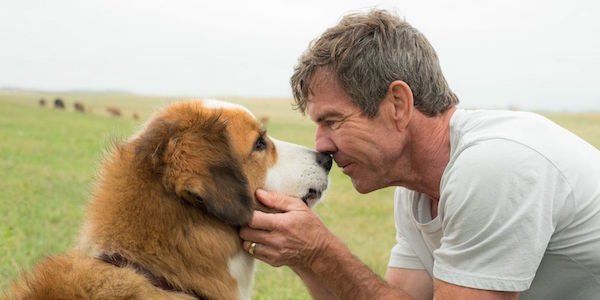 How Dennis Quaid Got The Dogs Attention On The Set Of A Dogs Journey Cinemablend