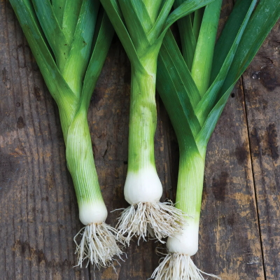 Dawn Giant Leek Seeds