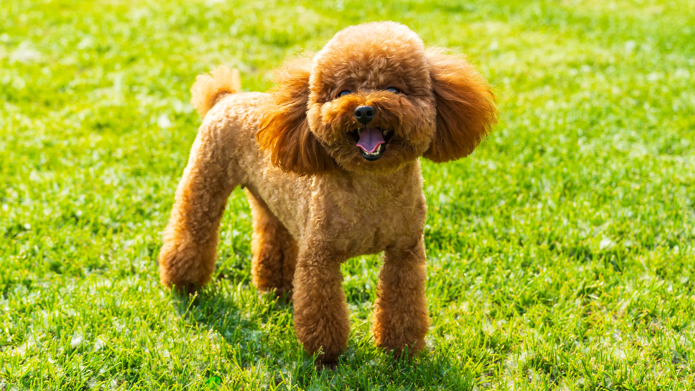 Toy poodle standing on grass