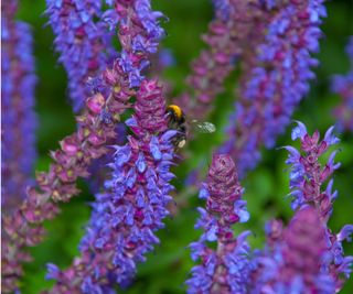 Purple salvia with bee