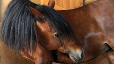 Pictured a horse showing signs of equine colic by looking round at its stomach.