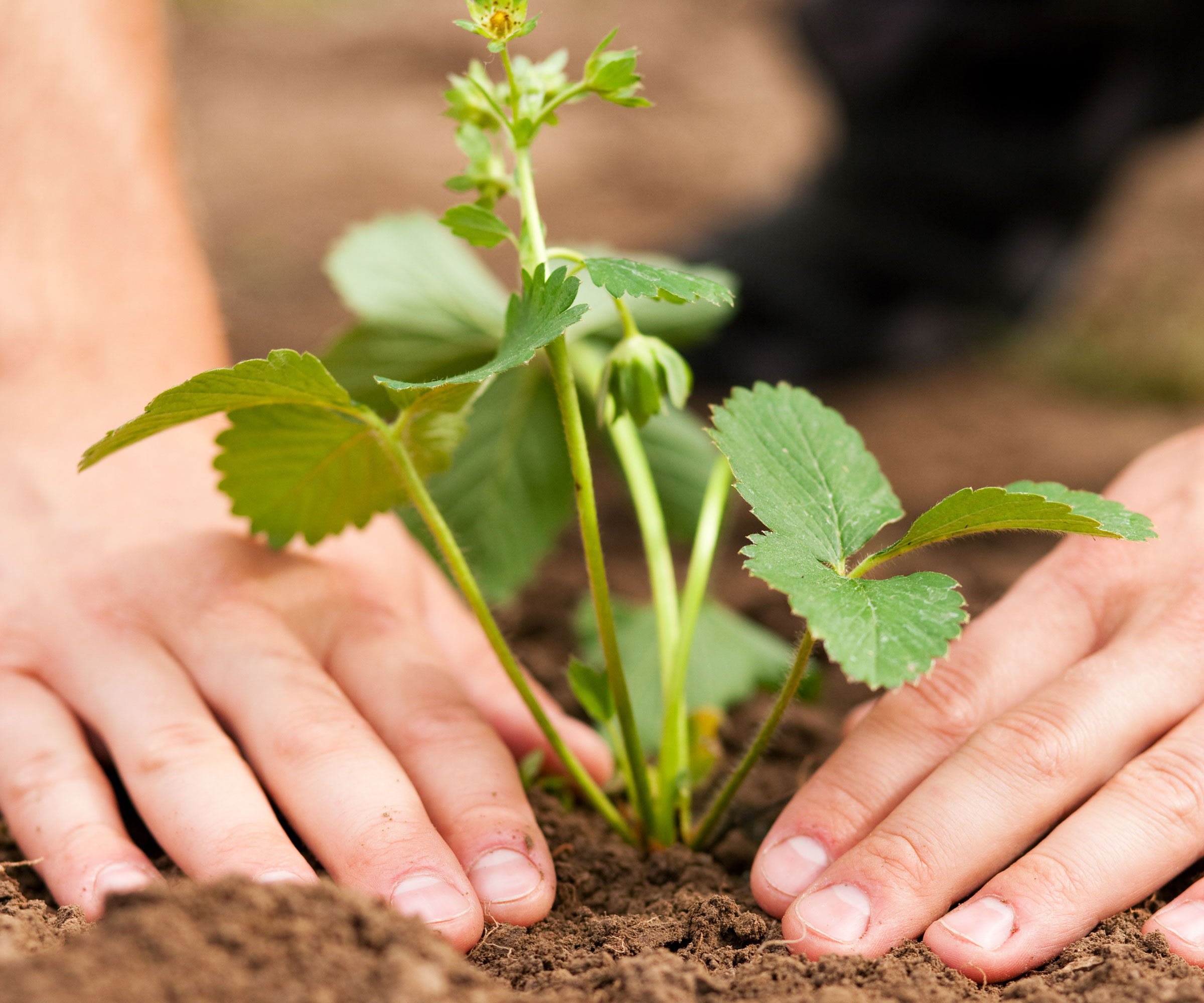 planting a strawberry plant in the ground