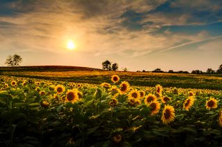 Sunflowers in a field in Kansas.