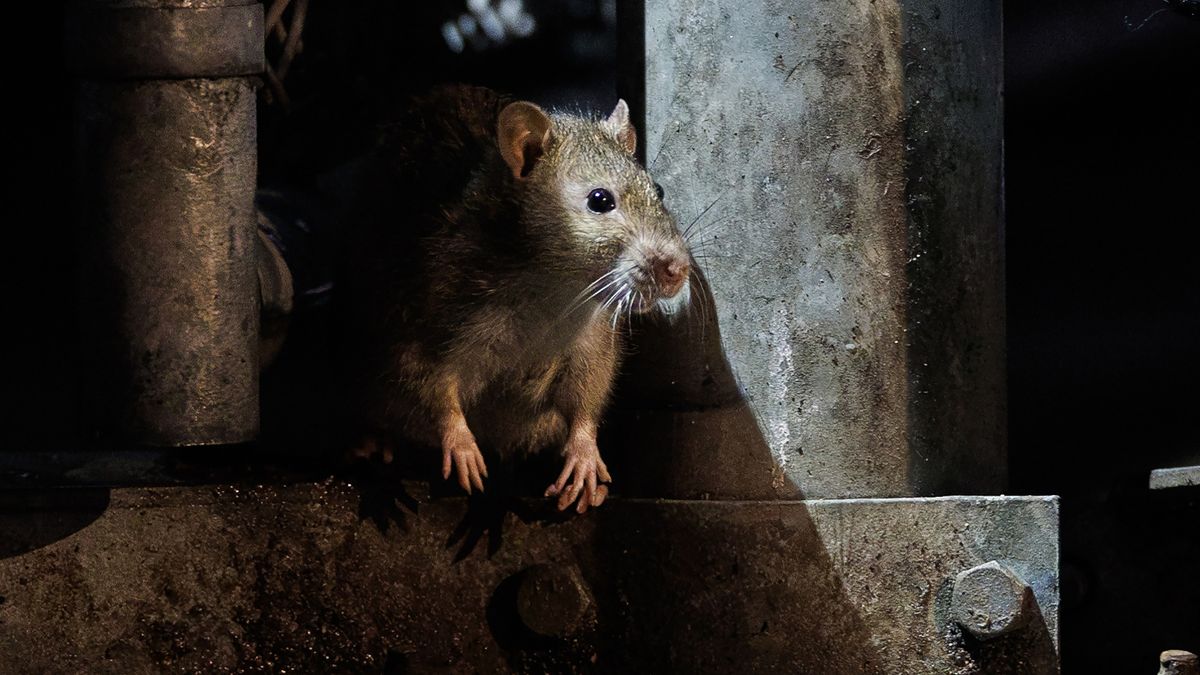 U.K. internet provider's bailout cancelled because rats chewed through its fiber optic cables — biodegradable cable jackets use soy- or corn-based materials, attracting hungry rats