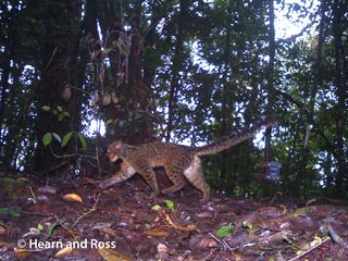 The marbled cat has a furry and long tail, which it often holds horizontally while walking, the researchers wrote in the study. The tail acts as a counterbalance when the cat is climbing trees, and is likely an adaptation for a tree-climbing lifestyle, they said.