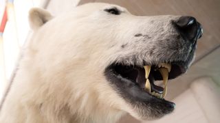 A photo of a taxidermy polar bear with its mouth open.