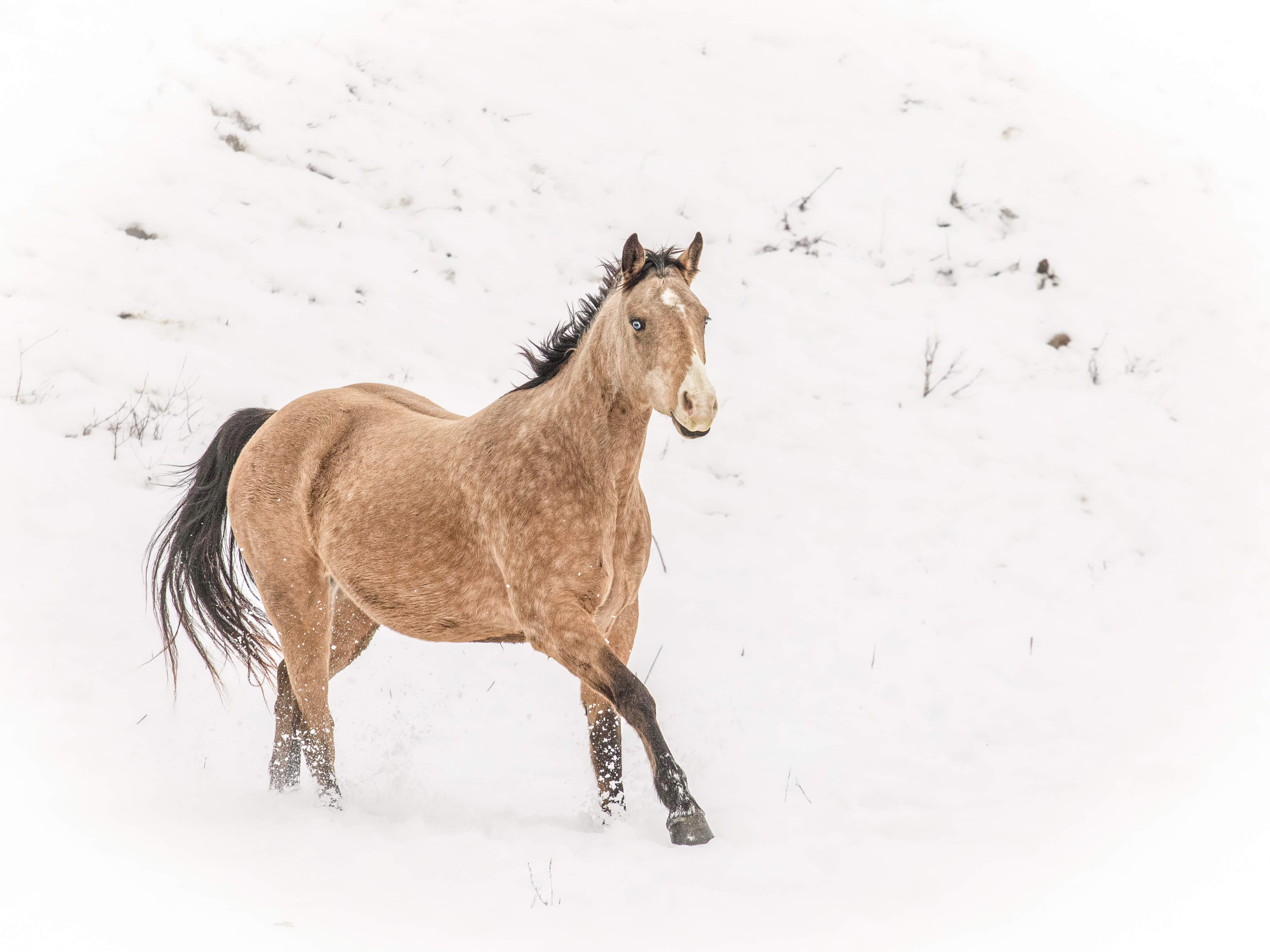 GuruShots - February 2026