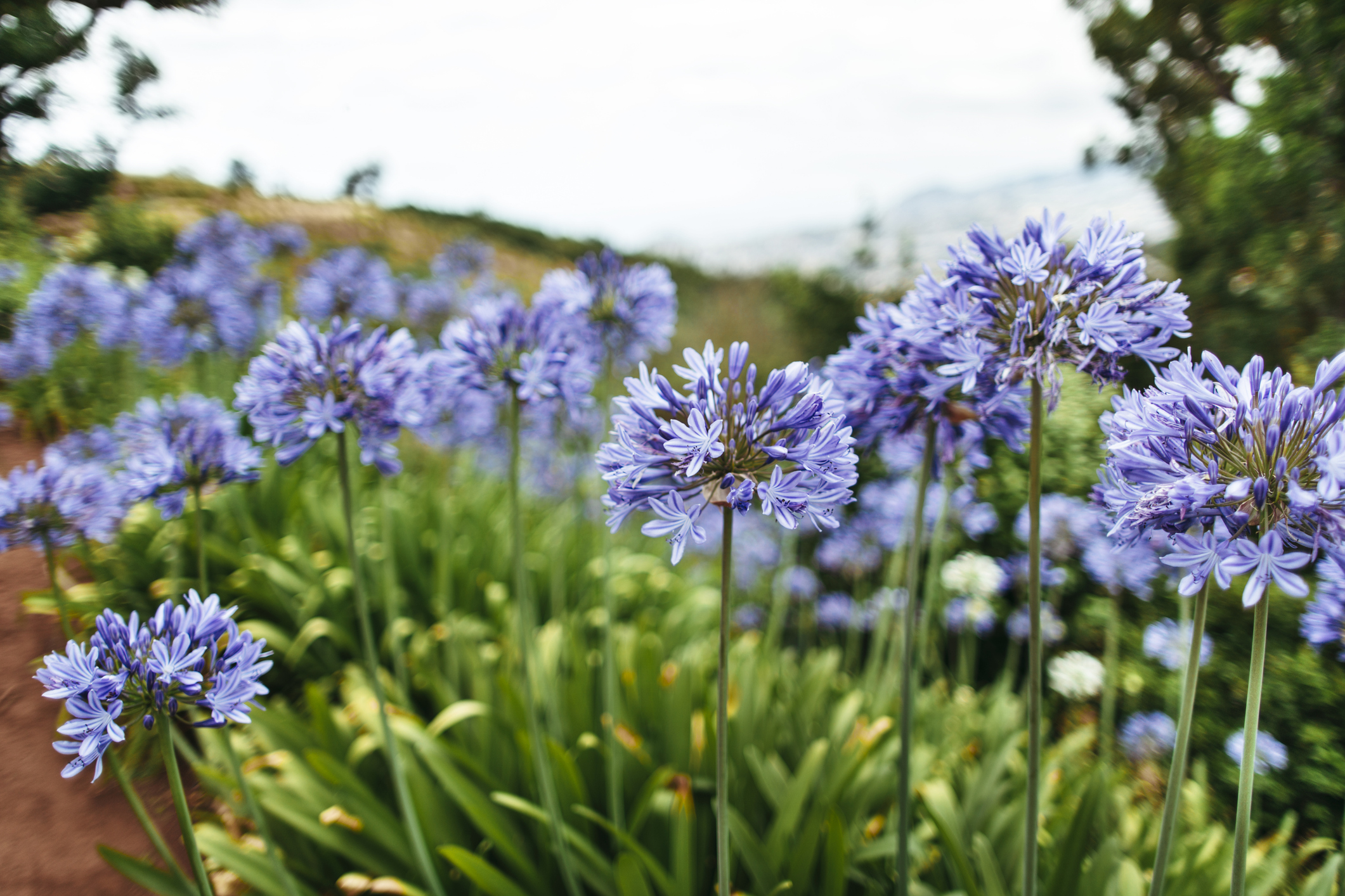 Beautiful view of the Lily of the Nile, Agapanthus. 