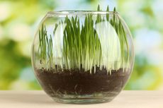 Glass Potted Grass Plant