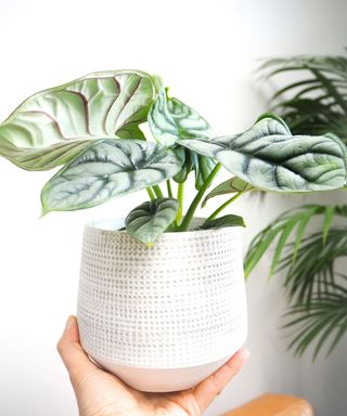person holding a potted Alocasia Silver Dragon houseplant