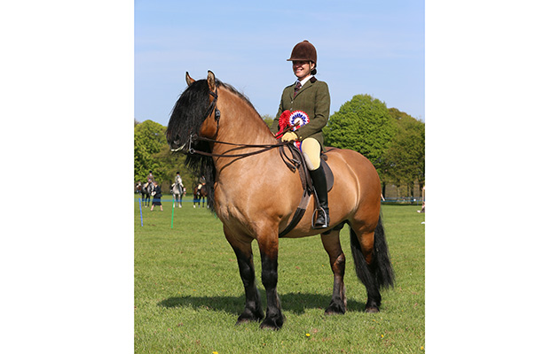 OPEN HERITAGE CHAMPIONSHIP CHAMPION&amp;#8232;329 LOCHLANDS GYPSY BARON R: TRACEY MILWARD