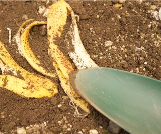 Banana peel in soil