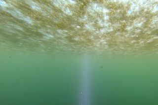 under the sea ice, algae