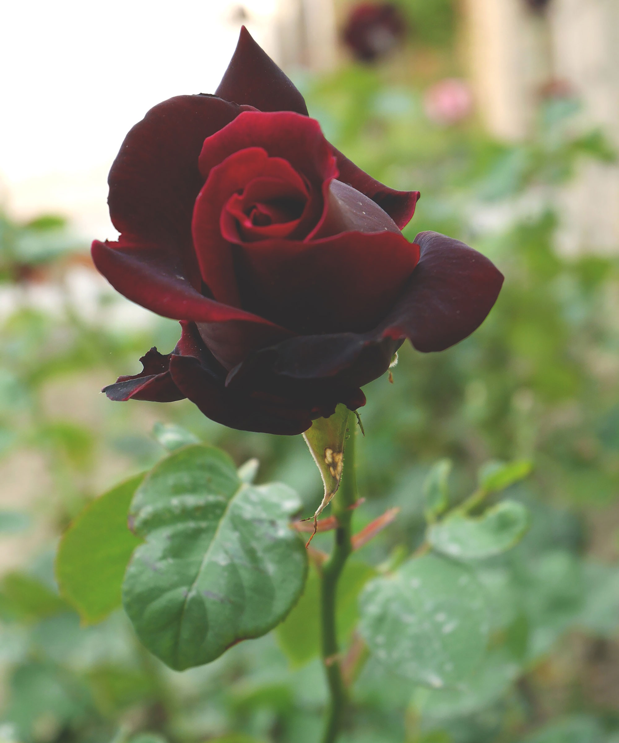 rose Black Magic coming into bloom