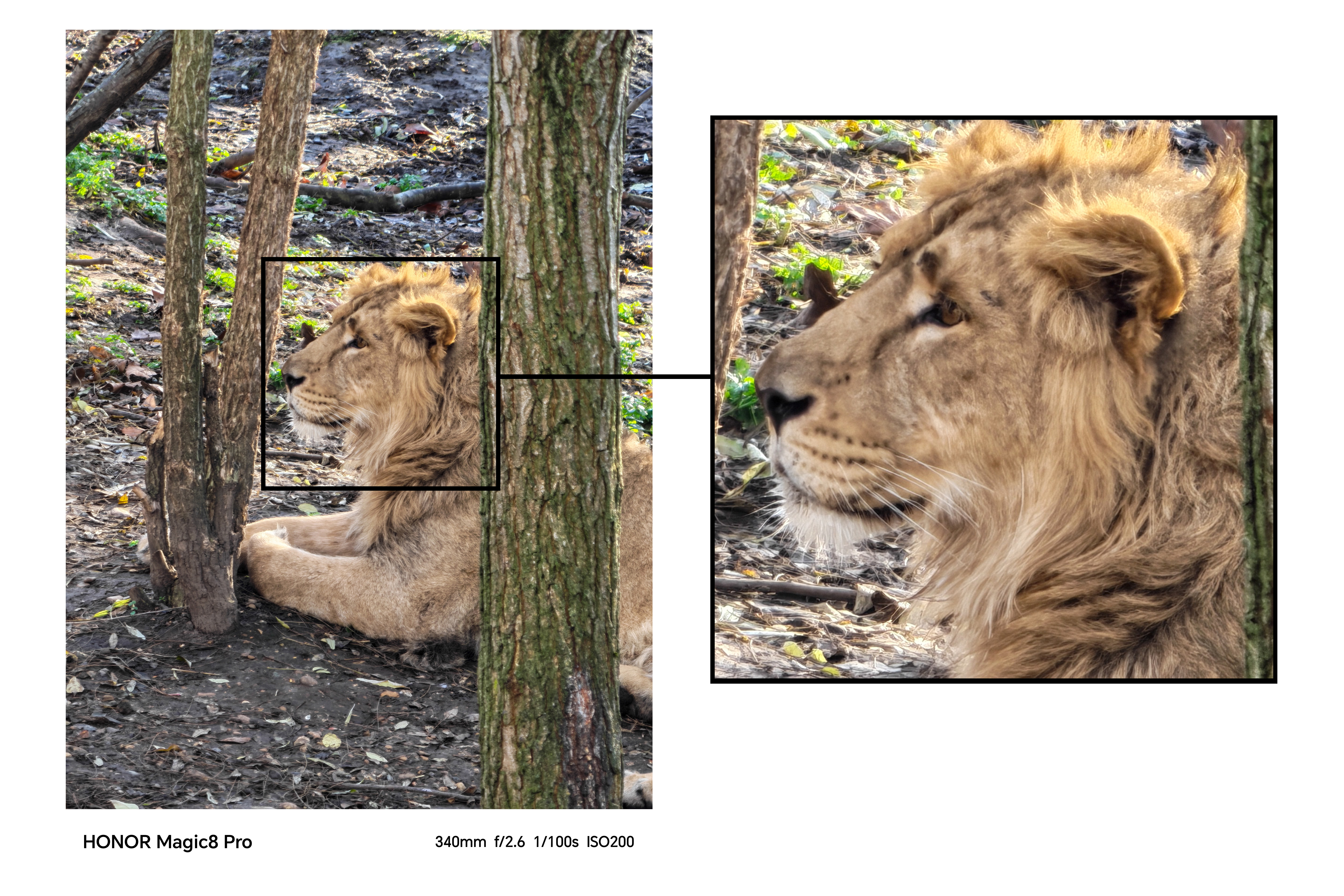 A picture of a lion with a line and box linking to a zoomed in image of the lions face