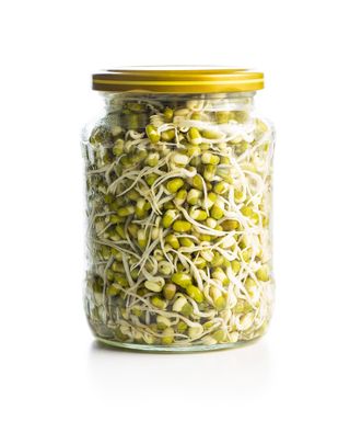 jar of sprouted mung beans