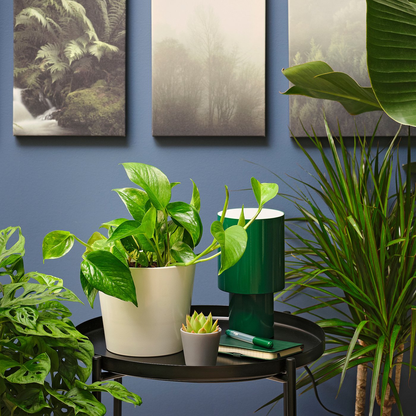 Epipremnum Potted Plant - Golden Pothos 6 "