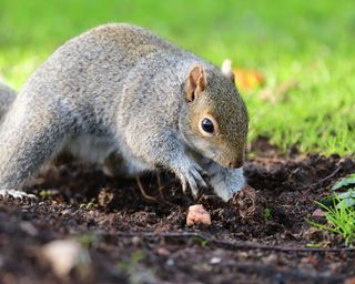 Squirrels will find and dig up crocus bulbs