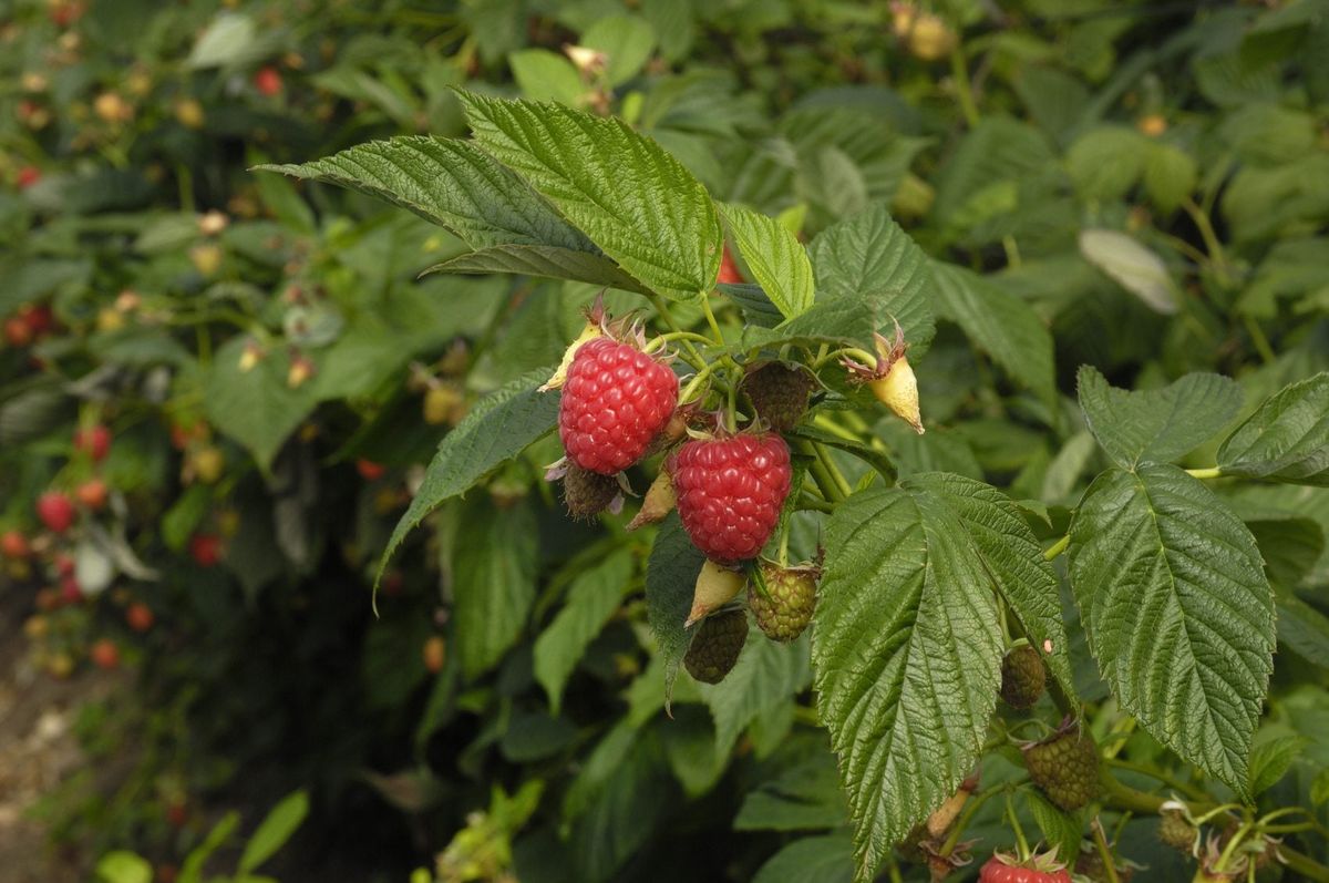 Raspberry Plant Fertilizer: How To Fertilize A Raspberry Bush ...