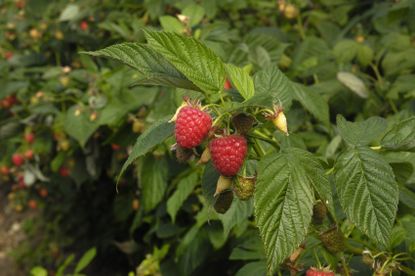 raspberry fertilizer