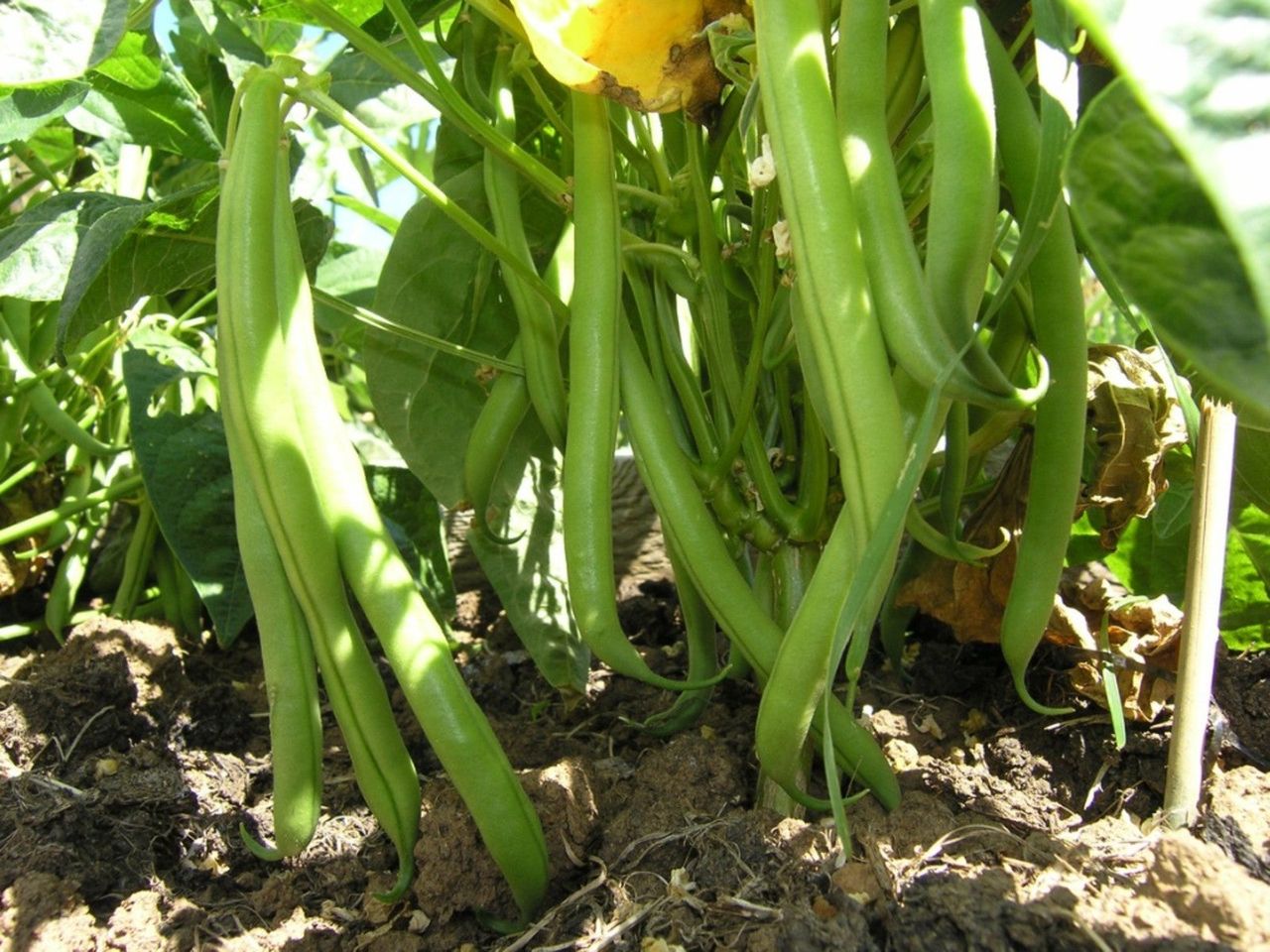 Green Harvester Bush Beans