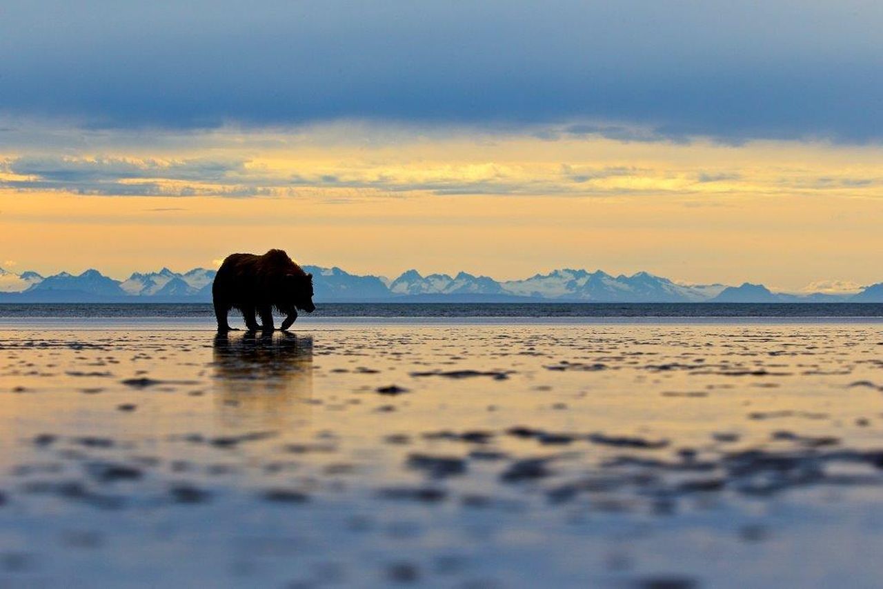 Grizzly Bear