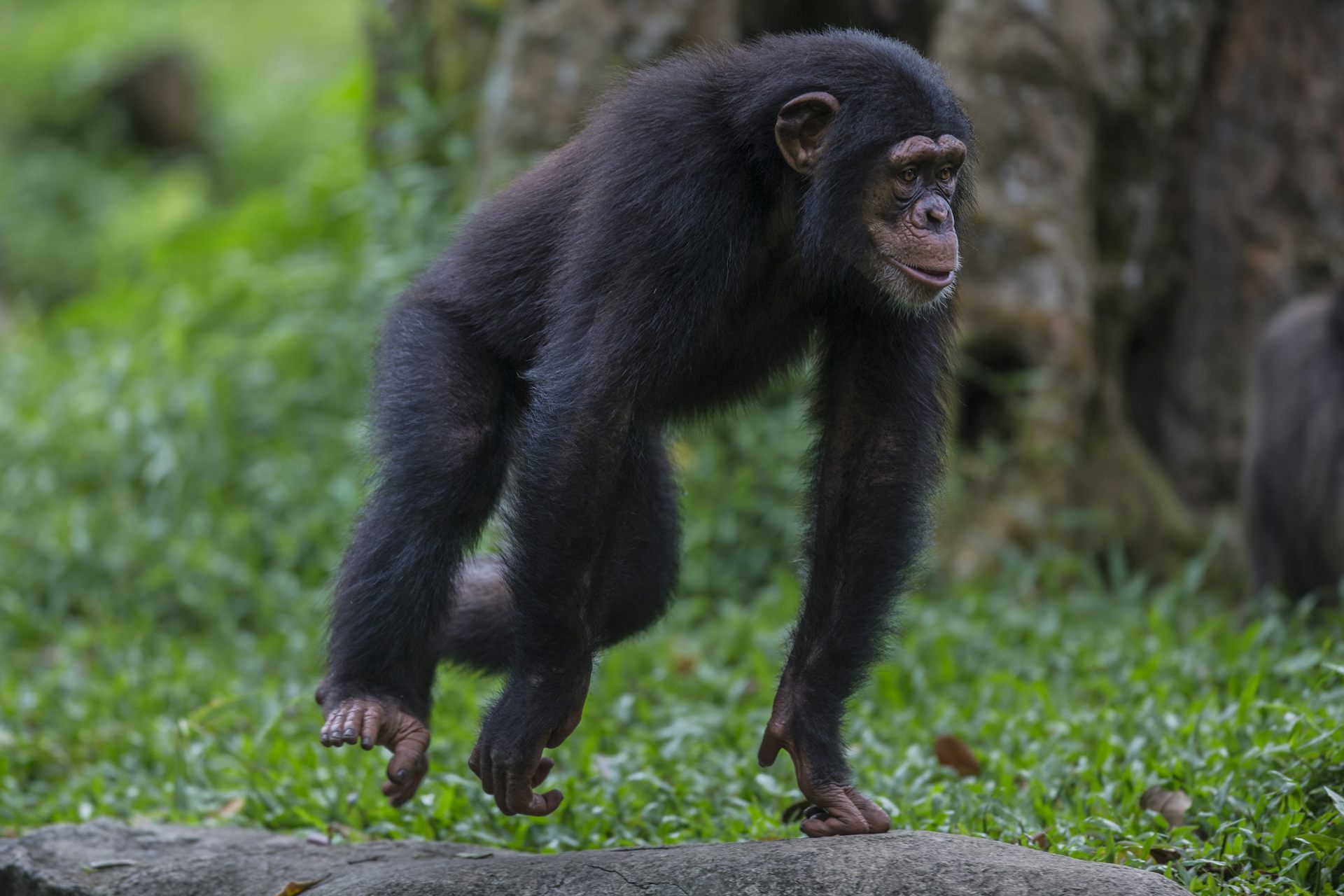 Chimpanzee in forest walking on all fours.