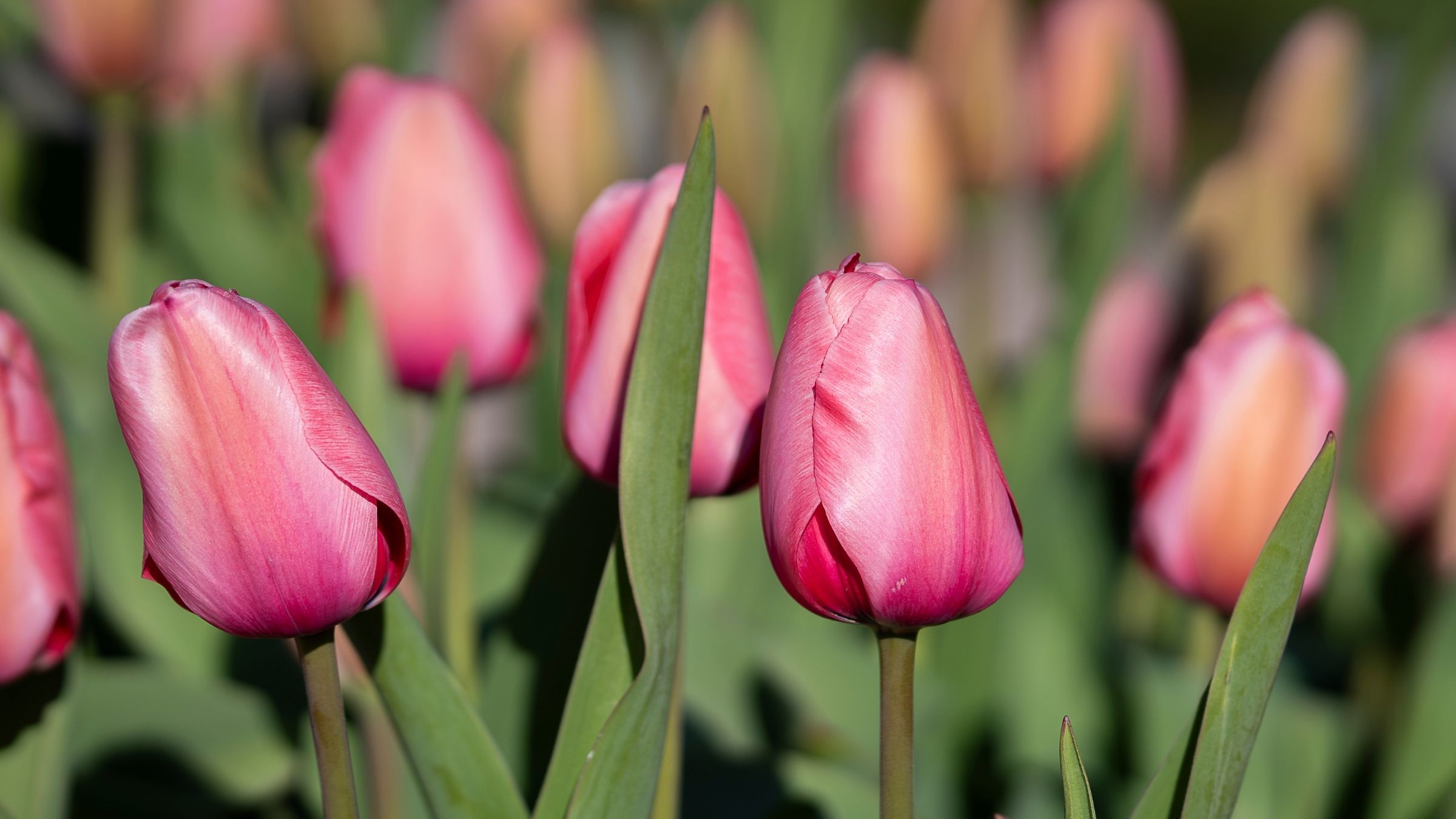 Tulip 'Pink Impression' flowers