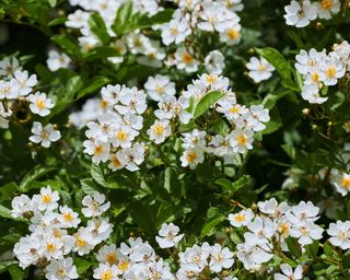 White flowers of rambling rose 'Kiftsgate'