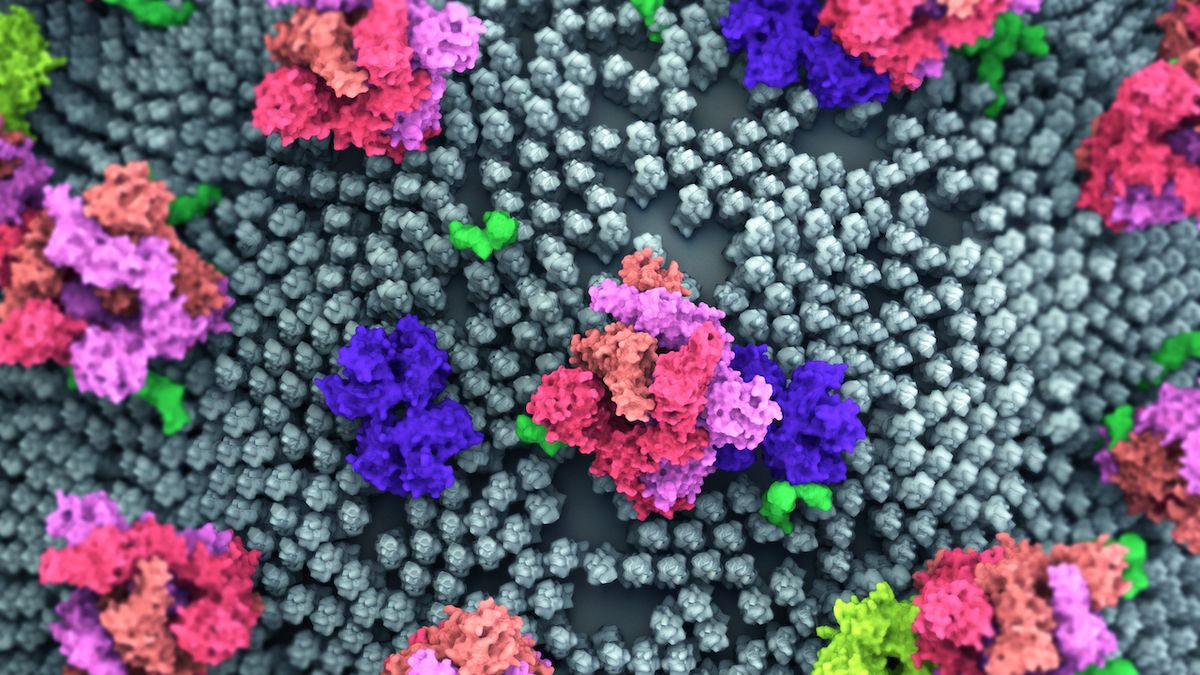 An illustration of the coronavirus&#039; surface full of spike proteins.