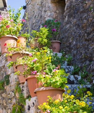 terracotta pots leading up some stone stairs, full of green plants and pink flowers