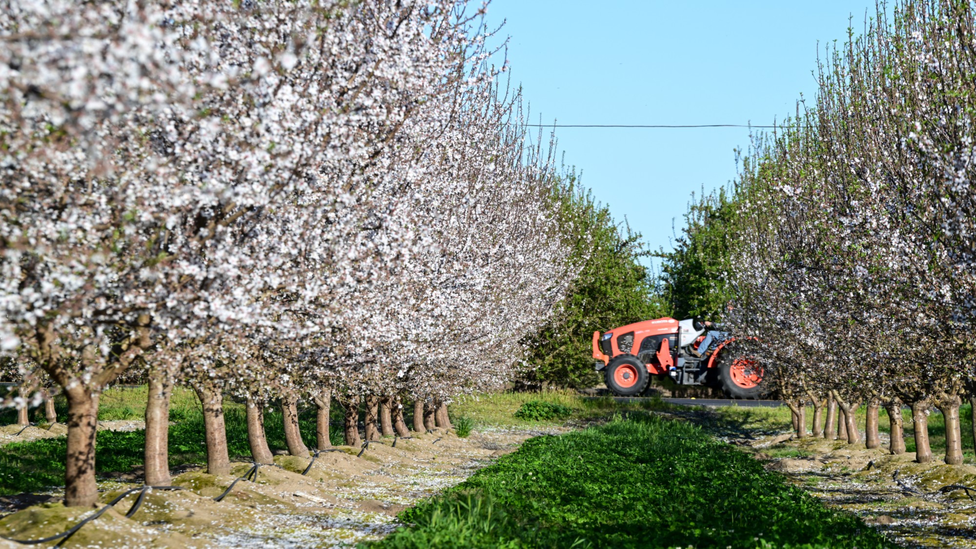 Blooming almond trees in an orchard in Modesto, California.