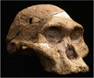 Australopithecus africanus skull