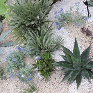 Succulents in mulched concrete at RHS Chelsea Flower Show