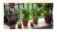 picture of herbs and veggies potted in plant pots