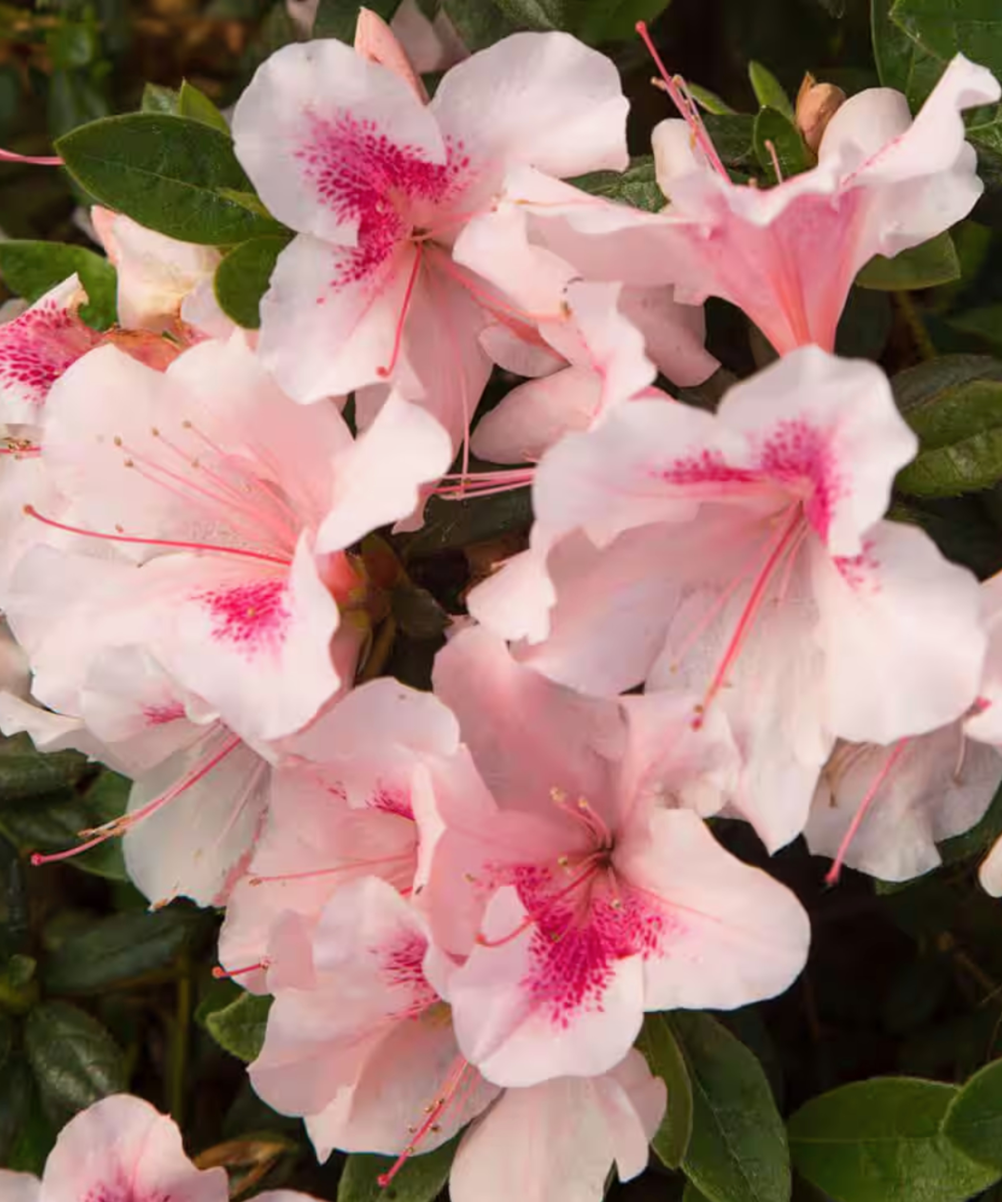 Closeup of Autumn Chiffon Encore azalea flowers