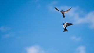 Two tree swallows swoop at each other in midair against a blue sky