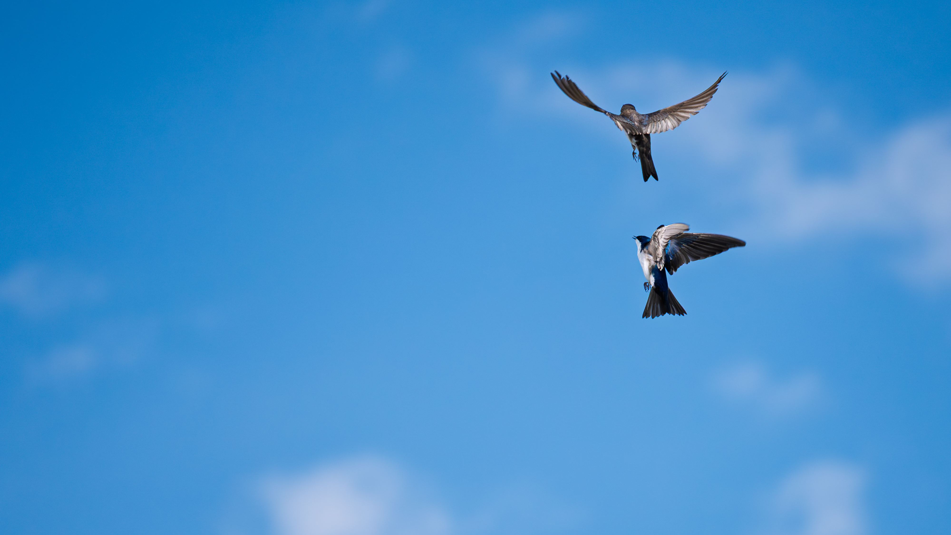 Two tree swallows swoop at each other in midair against a blue sky