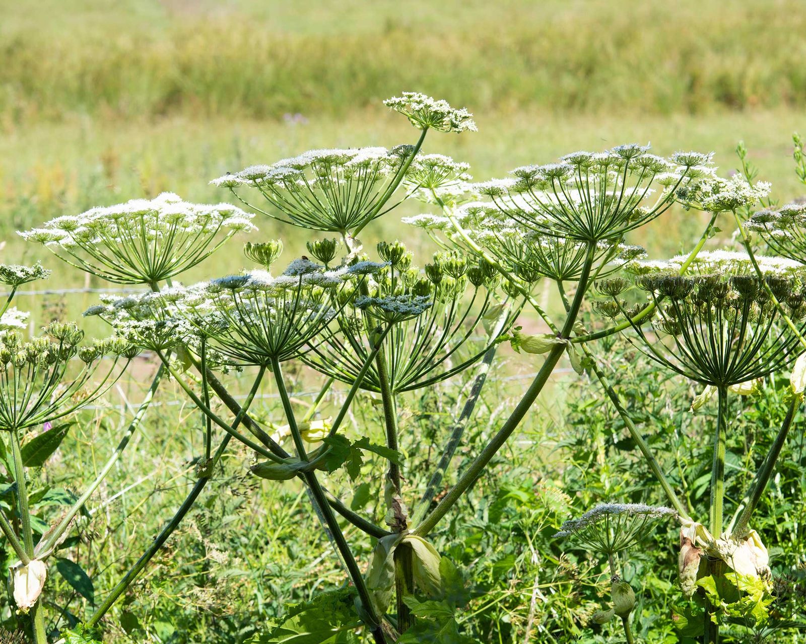 Giant hogweed how to identify and kill this toxic plant Gardeningetc