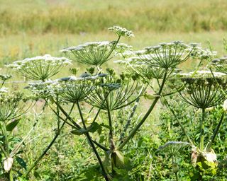 giant hogweed plants