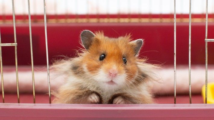 What do you clean shop a hamster cage with