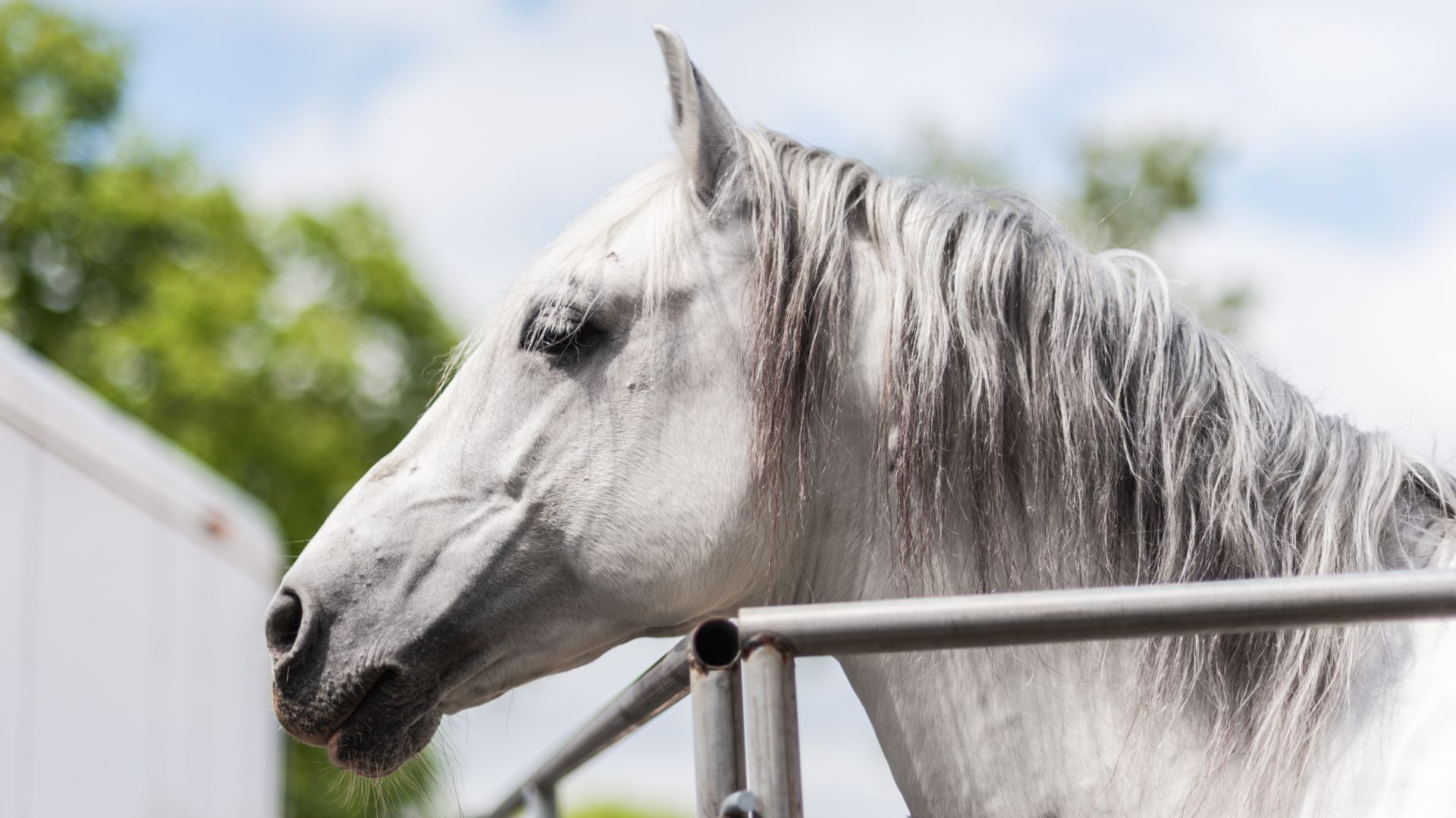 grey horse head in profile